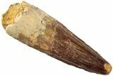 Fossil Spinosaurus Tooth - Real Dinosaur Tooth #235088-1